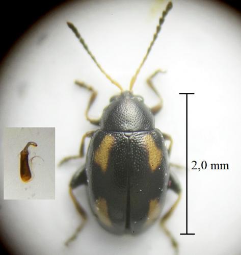 Réf. 279 608 : Phyllotreta exclamationis